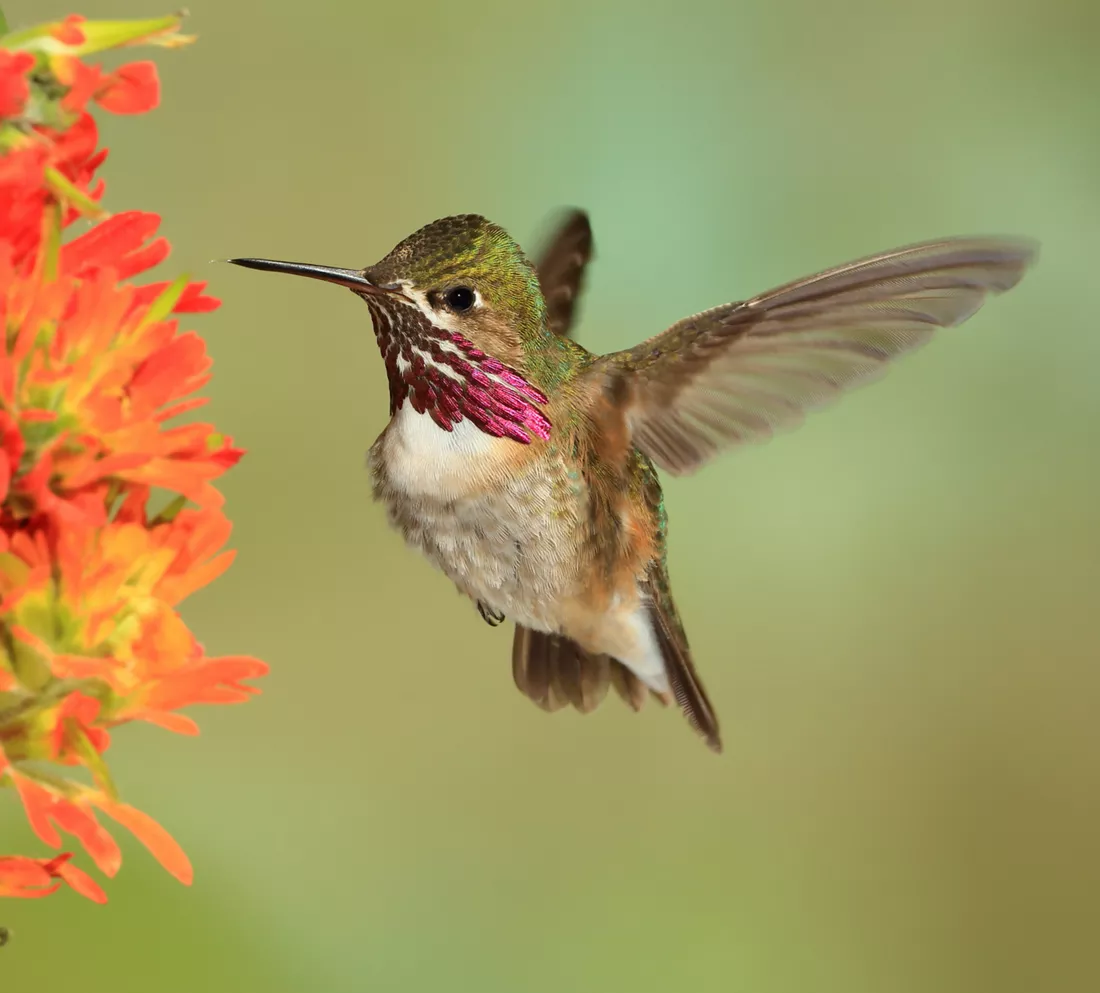 best canon lens for hummingbird photography