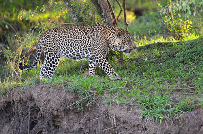 Photo of a leopard