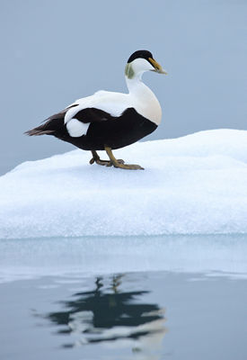 Photo of a drake common eider