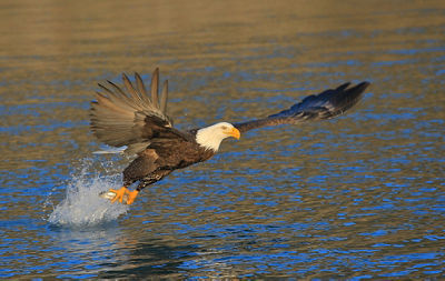 Photo of a bald eagle