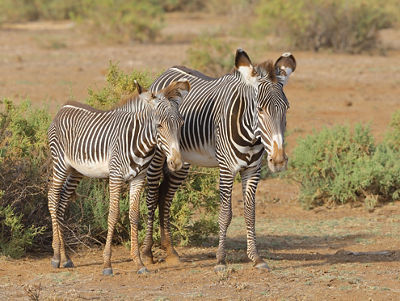 Photo of two zebras