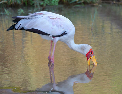 Photo of a yellow-billed stork