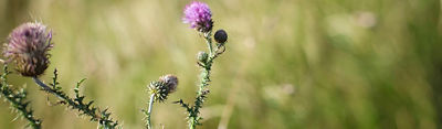purple wildflower with spiky stem