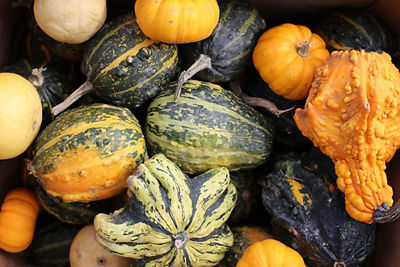 Squash and pumkins