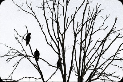 Tree with crows