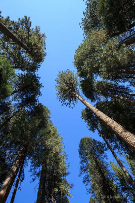 Shot of trees (left)