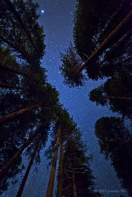 Shot of trees (right)