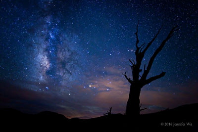 Shot of a Bristlecone Pine and the Milky Way