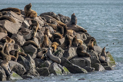 Sea lions gathered on a jetty at Newport Harbor