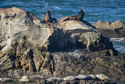 Two seals lounging on rocks next to the coast