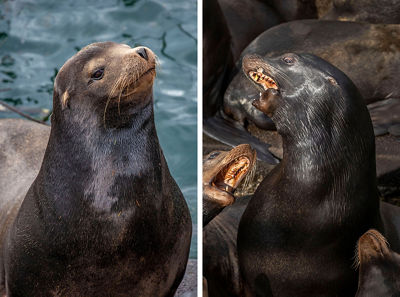 Side by side images of seals making noise on the coast