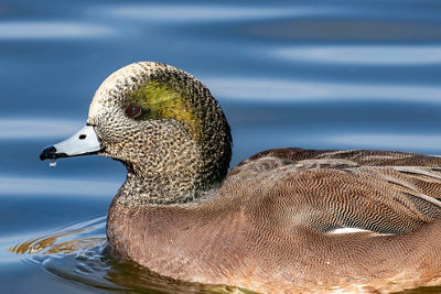 Image of an American wigeon male duck on a lake
