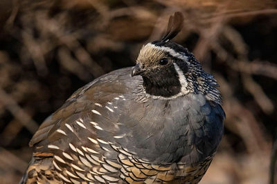 Portrait of a male California Quail