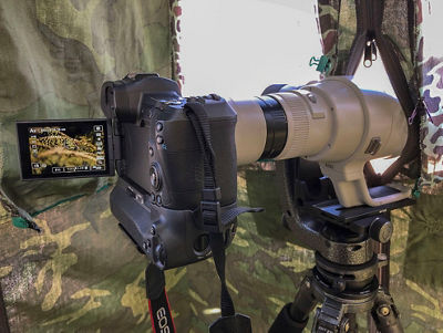 The Canon EOS R with the EF 600mm f/4L IS III USM, Extender EF 2x III, and an EF 25mm Extension Tube II