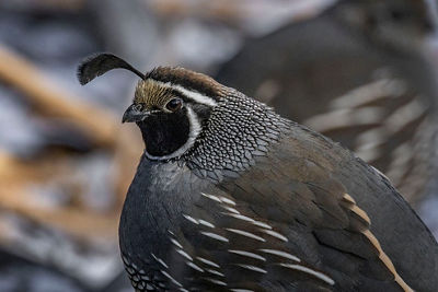 Portrait of a male California Quail