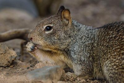 Portrait of a California ground squirrel