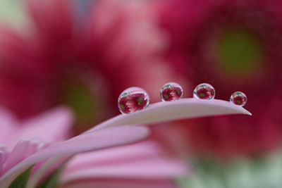 Macro image of drops of water on a leaf