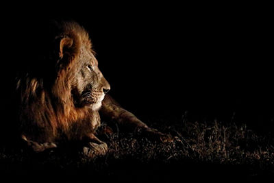 Male lion at night