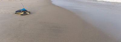 Turtle on the Beach Walking to the Ocean