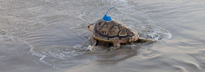 Amber, a rehabilitated loggerhead sea turtle equipped with an eco-friendly satellite tracker, returns to the Atlantic Ocean.