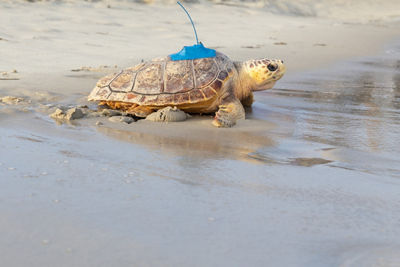 Turtle on the Beach Walking to the Ocean