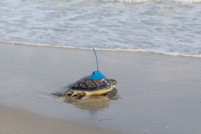 Turtle on the Beach Walking to the Ocean