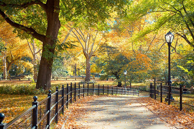 shot of park pathway with rails on either side - lampost and fall colored trees prominent in photo