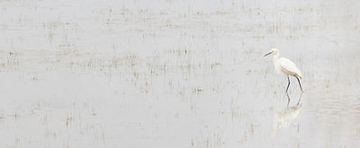 tall white bird walking through water