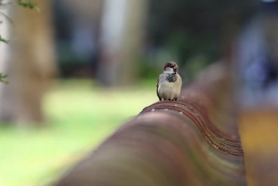A Bird on fence with a sharp foreground and blurry background