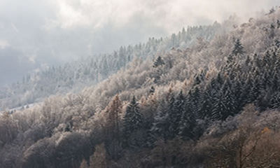 Mountain filled with evergreen trees