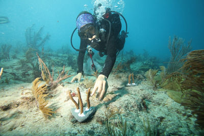 The University of Miami’s Rosenstiel School coral researchers, photo captured using Canon imaging equipment