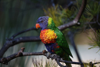 RF200-800mm F6.3-9 IS USM - Rainbow Colored Bird