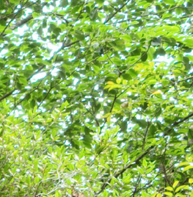 Without Aberration Example