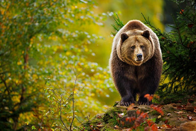 Brown Bear Walking