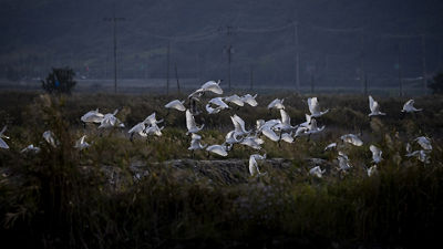 Birds Starting to Fly