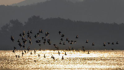 Birds Flying Over Water