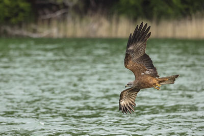 Hawk Flying Over Water