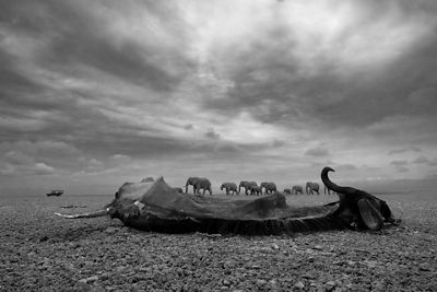Picture of a Dead Bison