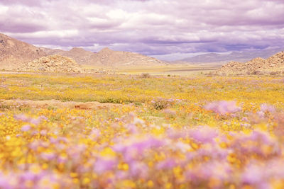 Picture of a Flower Field