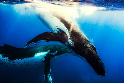 Picture of Whales Swimming