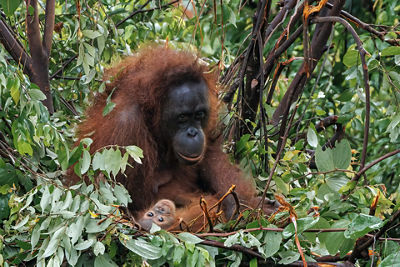 Mother Orangutan with Baby Orangutan