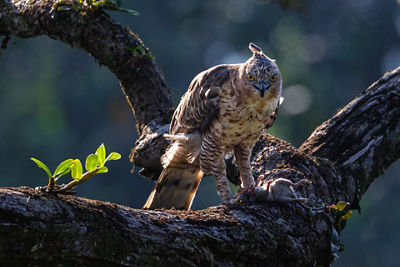 Picture of a Hawk in a Tree