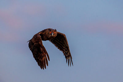 Picture of an Owl Flying