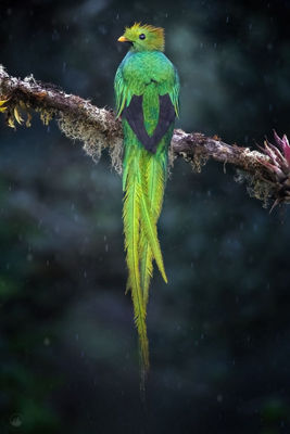 Green Bird on a Branch