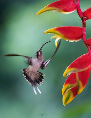 Hummingbird Near a Flower