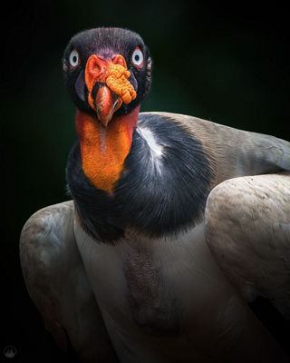 Picture of a Vulture