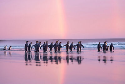 Penguins on a Beach