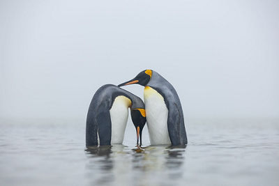 Penguin Couple on the Shore