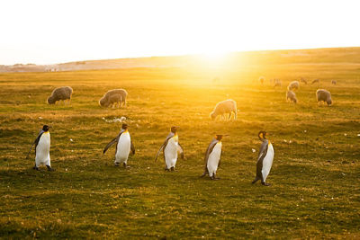 Penguins Marching on Grass