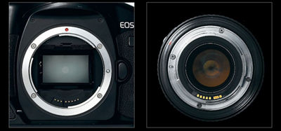 A Couple of EOS Camera Bodies